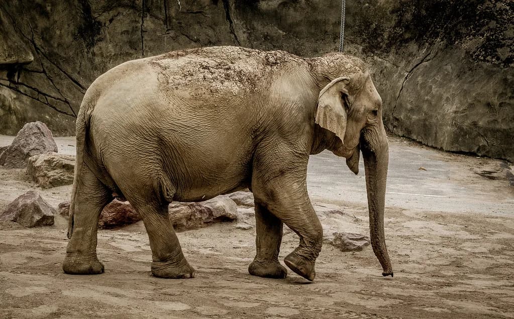 Cologne Zoo Guide: Tickets, Elephants, Aquarium & Time Needed