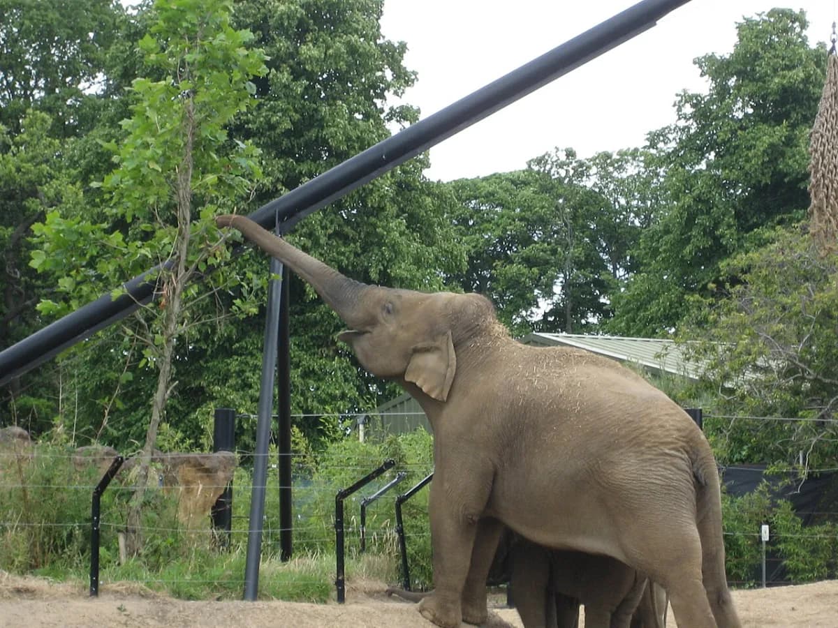 Dublin Zoo Tickets, Prices & Opening Hours 2026: Visitor Guide