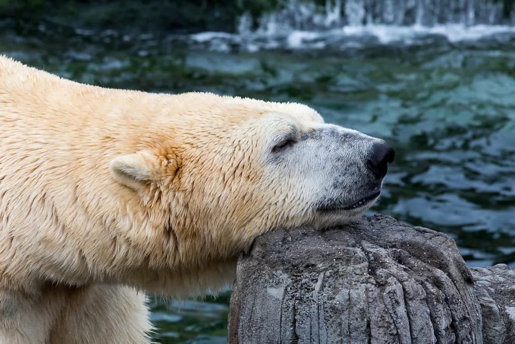 Erlebnis-Zoo Hannover Guide: Theme Worlds & Zambezi Boat