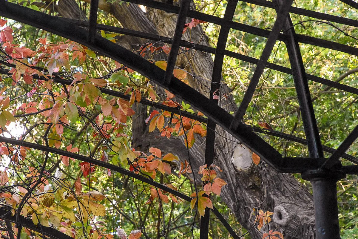 Autumn Colours (198322695) — 1