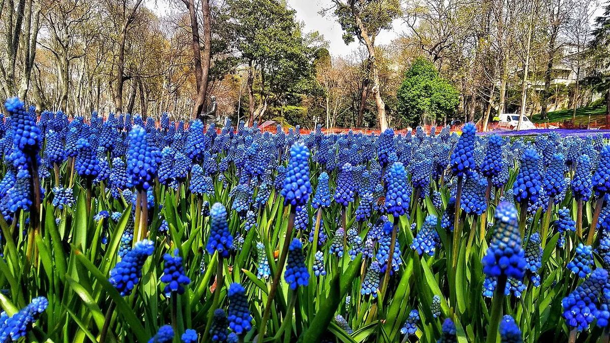 Historical Gulhane Park — 1