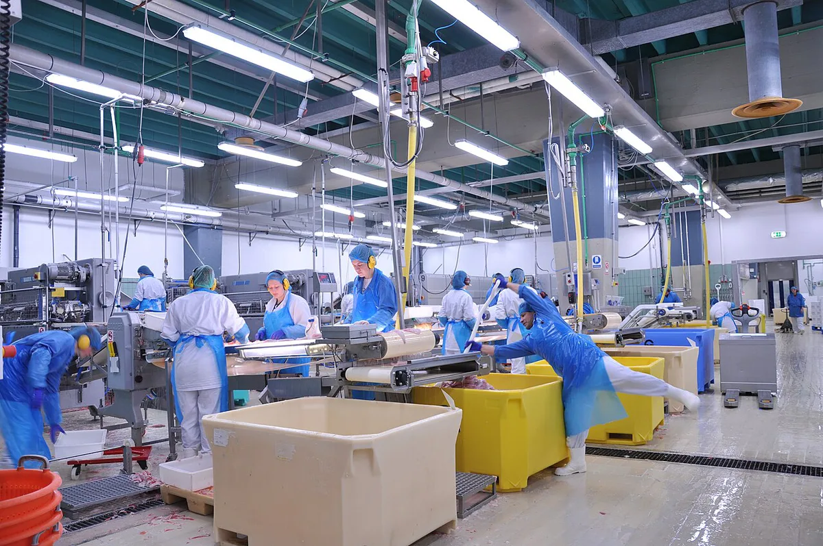 Grandi fish processing conveyor belt1 2011 — 2